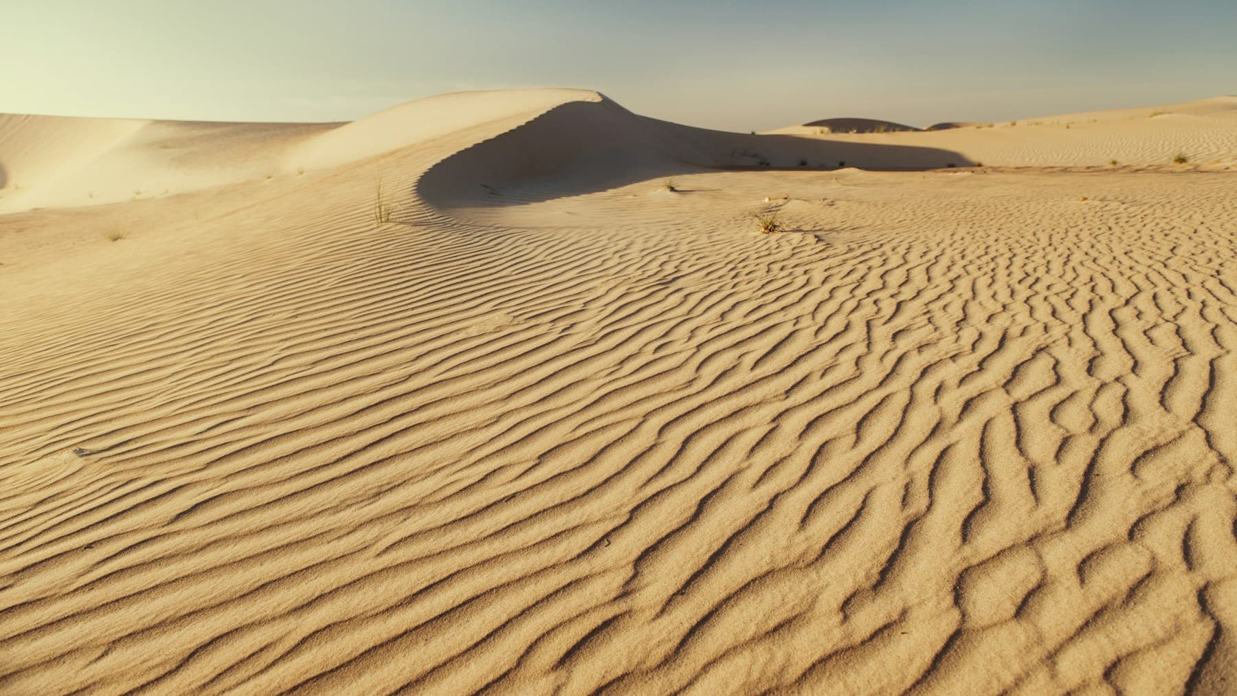 Wind-shaped dunes in the Abu Dhabi desert